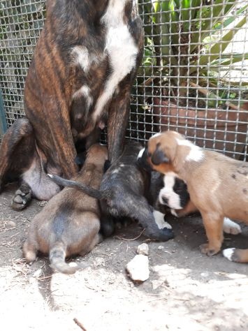 Allevamento e Cuccioli Boxer in Basilicata Potenza Matera - Foto 7