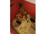 Galli,galline,chiocce con pulcini
