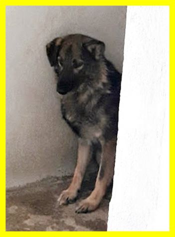 ALBERTO, SPAVENTATO SIMIL LUPETTO CERCA CASA - Foto 3