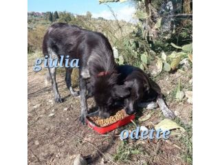 ODETTE E GIULIA una teglia per due CAGNOLINE IN ADOZIONE