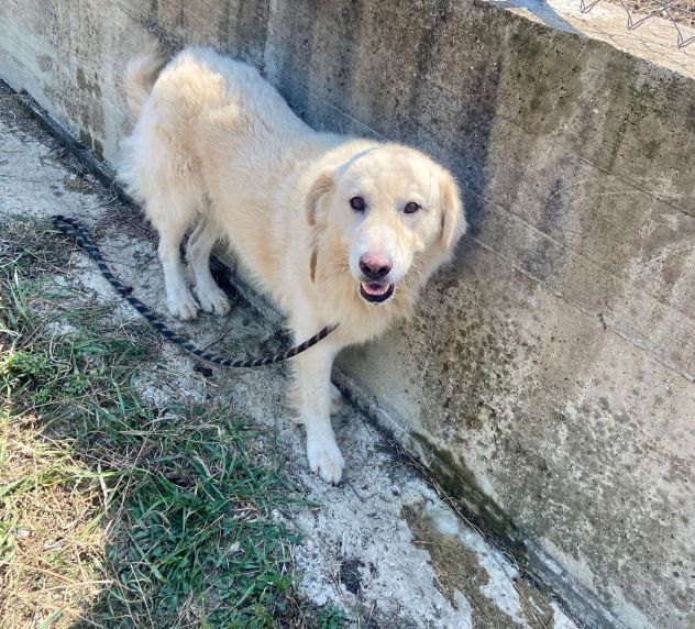 TERENCE UN CUORE DA SALVARE CANE IN ADOZIONE - Foto 9