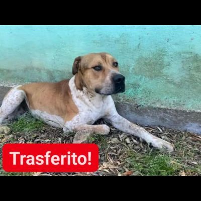 CASPER MERAVIGLIOSO CARATTERE: CANE IN ADOZIONE - Foto 3