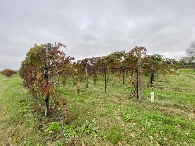 C025. TRA CARPI E CAMPOGALLIANO. TERRENO AGRICOLO USO VIGNETO PRODUTTIVO. - Foto 6