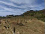 Terreno agricolo in vendita a Soiana - Terricciola 11340 mq  Rif: 1411574