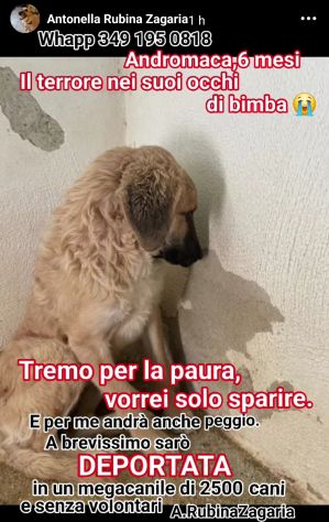 ANDROMACA CUCCIOLA IN ADOZIONE - Foto 4
