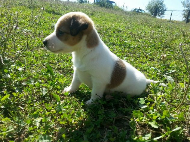 Cuccioli Jack Russell Terrier vivacissimi - Foto 4