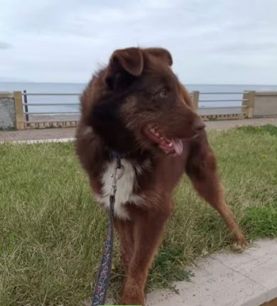 Ciro 3anni pelo fulvo occhi ambra mollato in strada MESSINA - Foto 2