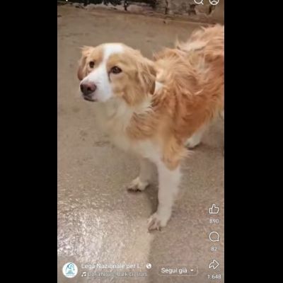 LILLO 15 KG DI TENEREZZA CAGNOLINO IN ADOZIONE - Foto 7