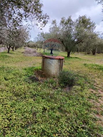 Terreno in vendita a Caltagirone, Santo Pietro - Foto 8