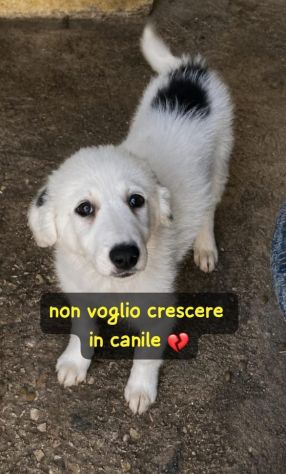 CUCCIOLE 3,5 MESI taglia media - Foto 6