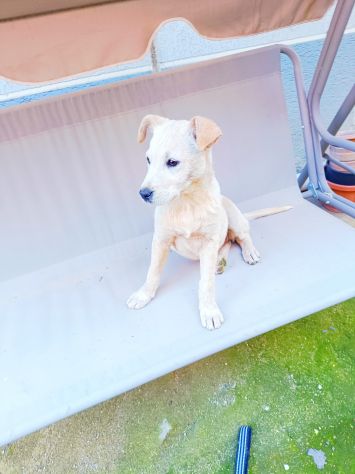 Regalo meravigliosi cuccioli incrocio labrador - Foto 7