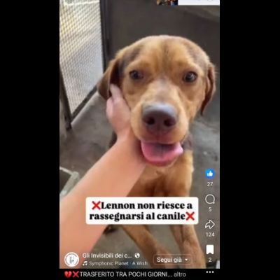 LENNON UNA DOLCEZZA DA SALVARE CANE IN ADOZIONE - Foto 3