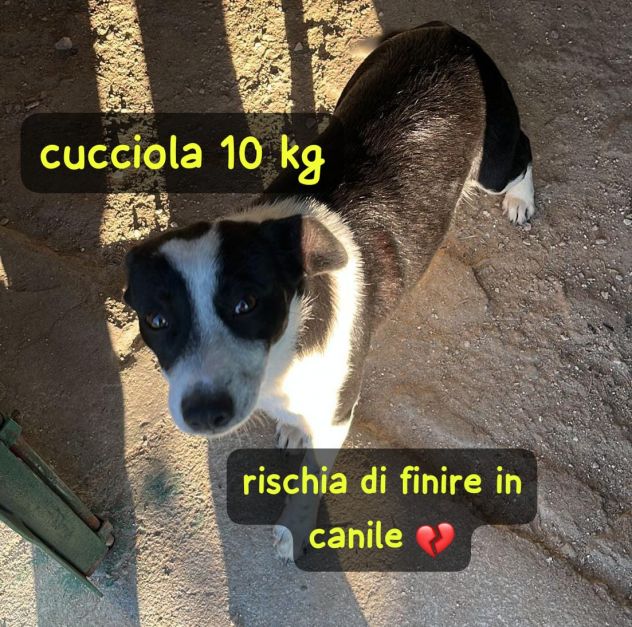 TRILLY 10 MESI 10 KG - Foto 3