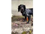 LILLY DOLCISSIMA SETTER VIVE PER STRADA