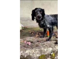 LILLY DOLCISSIMA SETTER VIVE PER STRADA