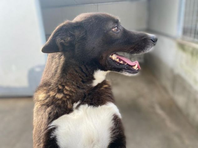 FAMMI USCIRE DA QUESTO BOX CANE IN ADOZIONE - Foto 6