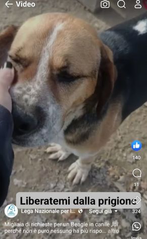 BENNY LA DOLCEZZA, CAGNOLINO IN ADOZIONE - Foto 8