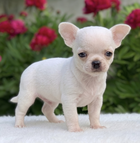 CHIHUAHUA TOY CUCCIOLI BIANCHI pag in comode rate - Foto 2