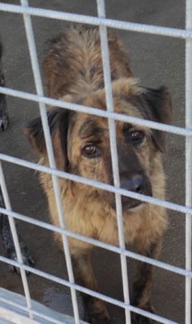 TOBY un mondo da scoprire, CANE IN ADOZIONE - Foto 2