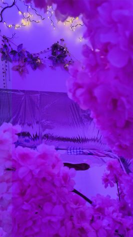 Raffinati ed Eleganti Tel:3458581366