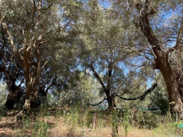 Immobile in asta di 62700 m² in vendita a Galatro - Foto 4