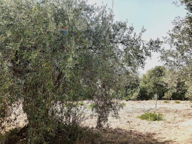 Terreno in vendita a Sortino - Foto 18