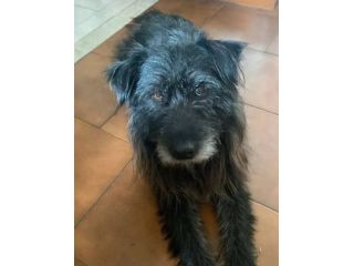 Barbetto spinone cerca famiglia