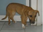 CLEOPATRA, cucciolona tipo bassottino