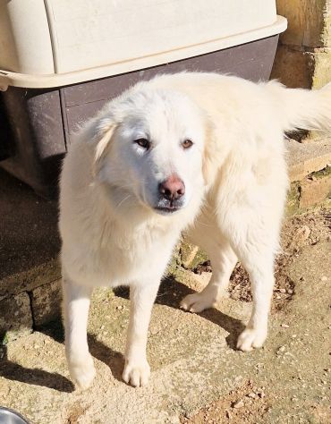 DAFNE,IN CANILE.ADOTTIAMOLA! - Foto 3