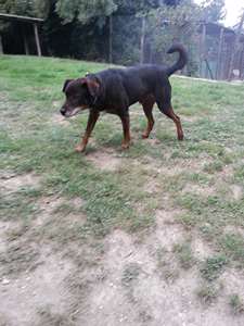 ZAGO in cerca di casa - Foto 2