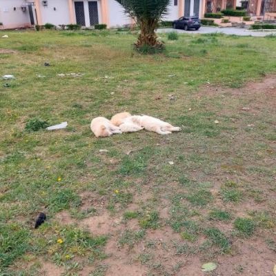 CUCCIOLI IN ADOZIONE - Foto 2