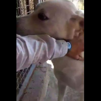 LIBECCIO bravo e pacato, aspetta una famiglia, cane in adozione - Foto 6
