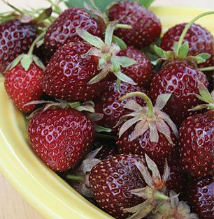 Piante di fragola al gusto di mora