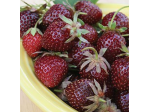 Piante di fragola al gusto di mora