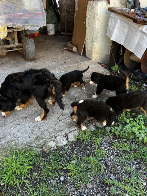 Cuccioli maschietti di Bovaro del Bernese - Foto 6
