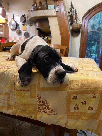 Pointer Inglese con Pedigree - Foto 8