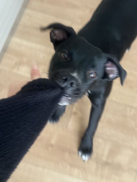 Regalo cane pittbul corso - Foto 3