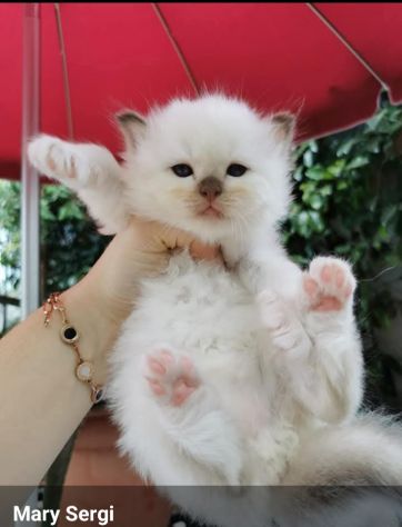 Cuccioli Sacro di Birmania con pedigree - Foto 3