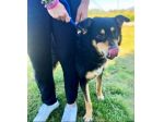 CANE IN ADOZIONE: CAFFE', taglia media.