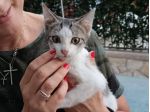 Natalino gattino