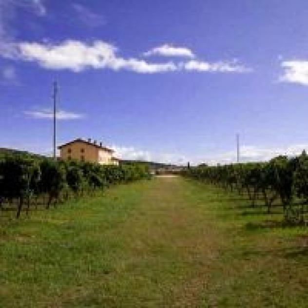 Azienda Agricola Buglioni Societa' Agricola - Foto 2