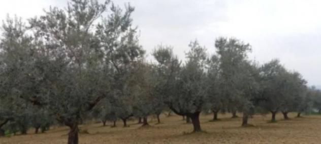 Immobile in asta di 44549 m² in vendita a Pianella - Foto 10