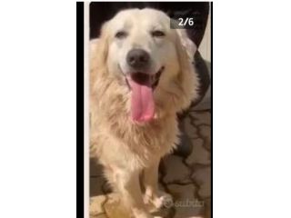 Mix Maremmano/Golden 6anni gli han tagliato coda ed orecchie da cuccioloCALABRIA