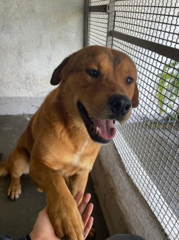 SIGFRIDO UNO SPLENDORE CANE IN ADOZIONE - Foto 2