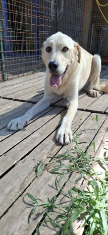 CREMINO - simil labrador di 1 anno e mezzo - Foto 2