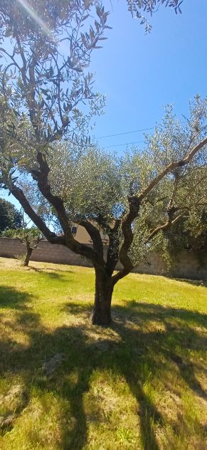 Bellissimo terreno - Foto 5
