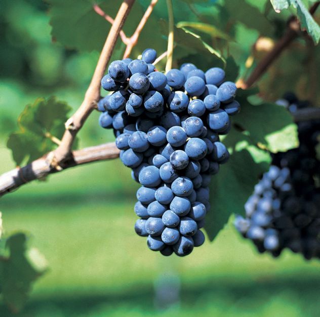 100 anni di Vino in OLTREPO - Foto 3