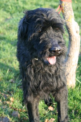 SASHA, docile e fedele schnauzer - Foto 3