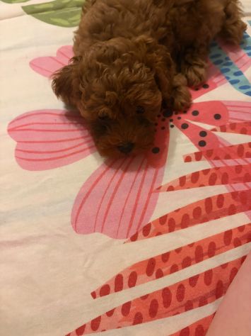 Cuccioli Barboncino Toy - Foto 6