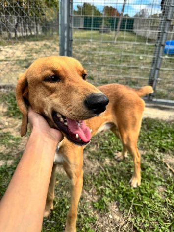 DIAMANTE SOCIEVOLE DELICATO CANE IN ADOZIONE  TG CONTENUTA - Foto 9